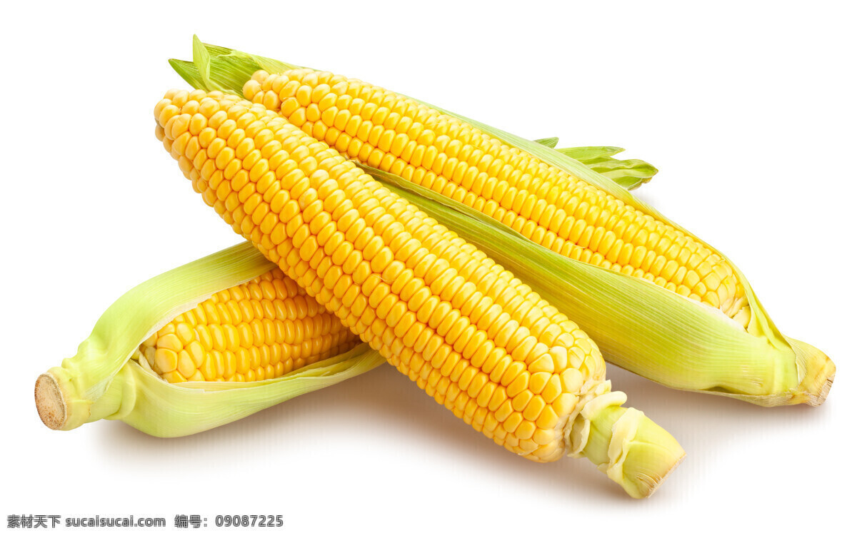 玉米棒 甜玉米 包谷 苞米 棒子 玉米棒子 食物原料 五谷杂粮 各种蔬菜 生物世界 蔬菜