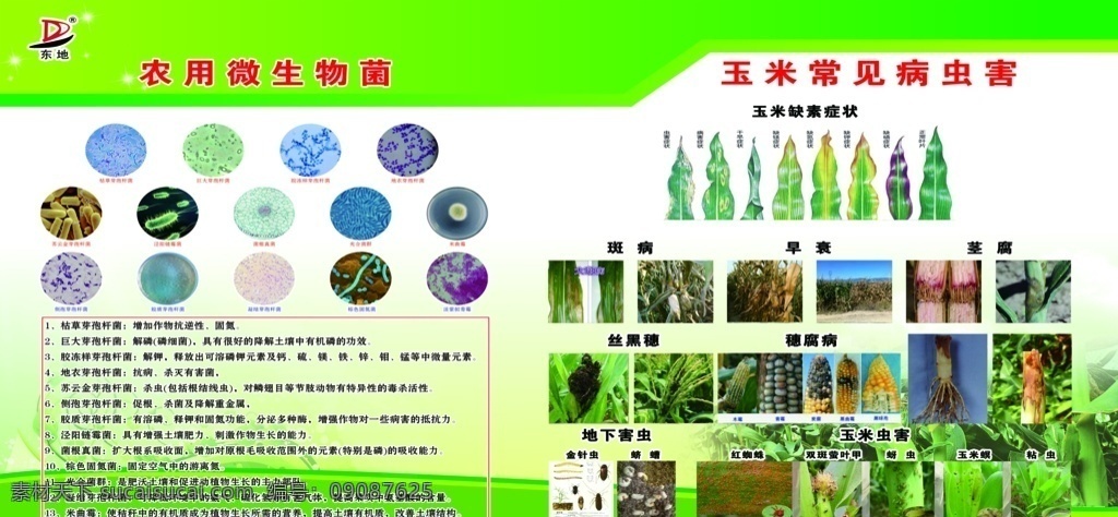 玉米 病虫害 玉米黑粉病 玉米疯顶病 洋葱 大葱紫斑病 辣椒 甜椒疫病 农业技术 常见玉米病 玉米虫害 玉米化肥宣传 防治玉米病 玉米病 农业宣传资料 病虫妨害 农业彩页 彩页 玉米展板 玉米病虫害 绿色展板 病虫害展板 锦润种业