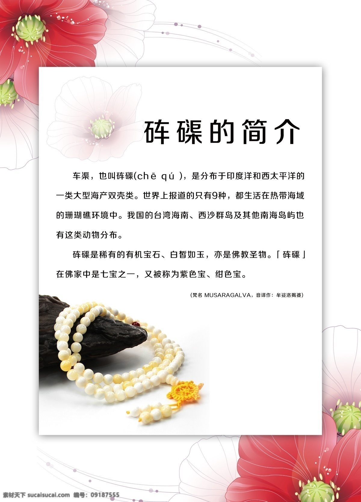 砗磲简介 砗磲 背景 画板 花 白色