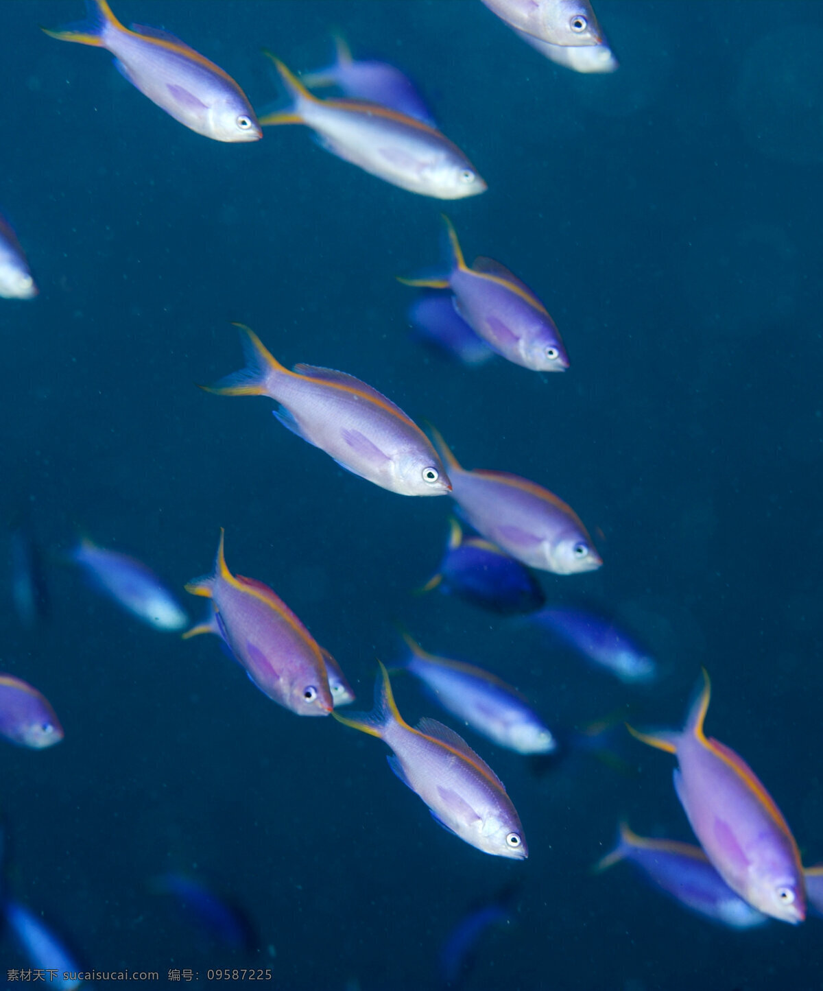 白色 海洋鱼类 海底摄影 鱼群 海底世界 海底 海洋 大海 海中生物 自然界 鱼类 海鱼 大海图片 风景图片