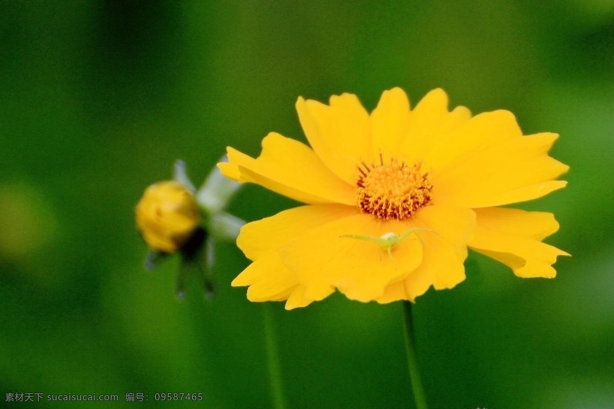 黄色的金鸡菊
