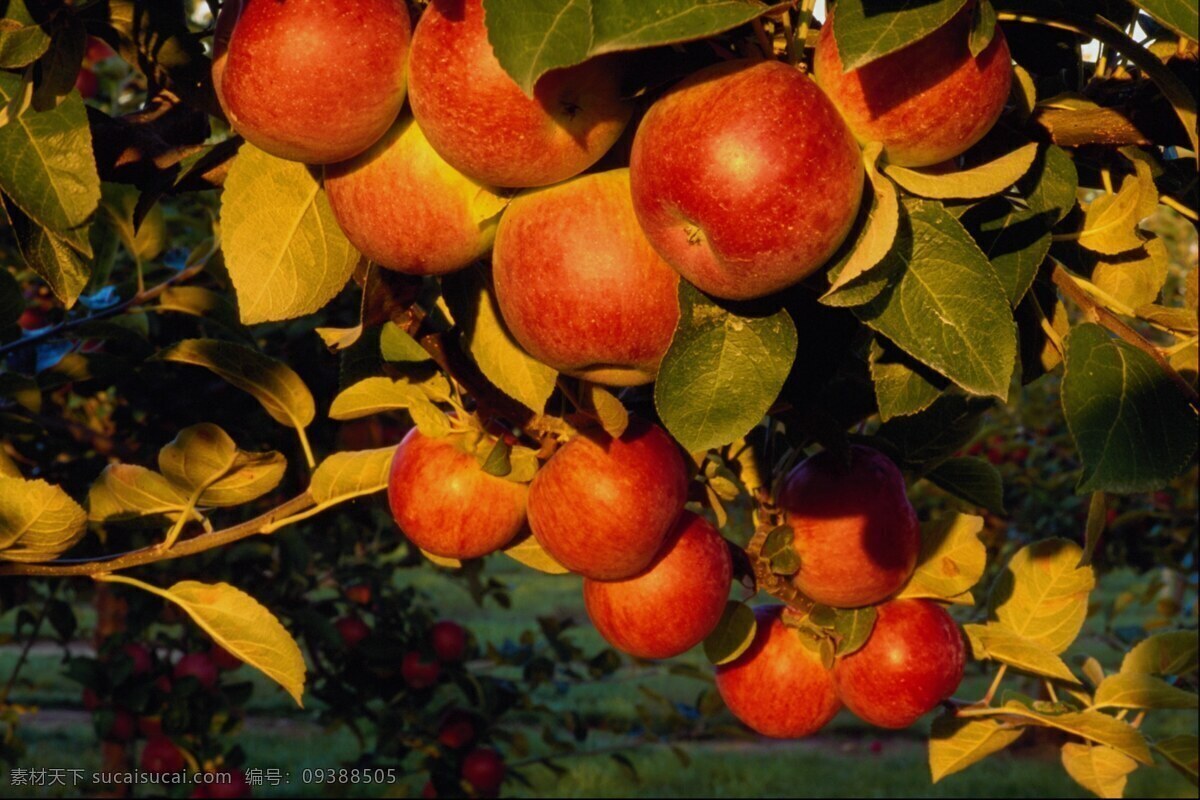 苹果树 水果 水果树 硕果累累 丰收 苹果 夕阳 苹果图片 餐饮美食
