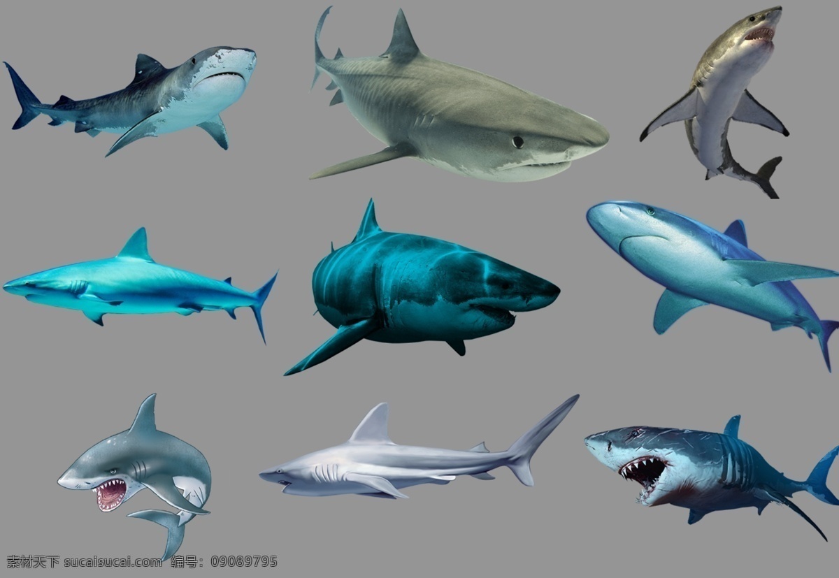 鲨鱼图片 鲨鱼 海底世界 大海 蓝海 鱼 动物 生物世界 海洋生物 透明底 免抠图 分层图 分层 动物透明底