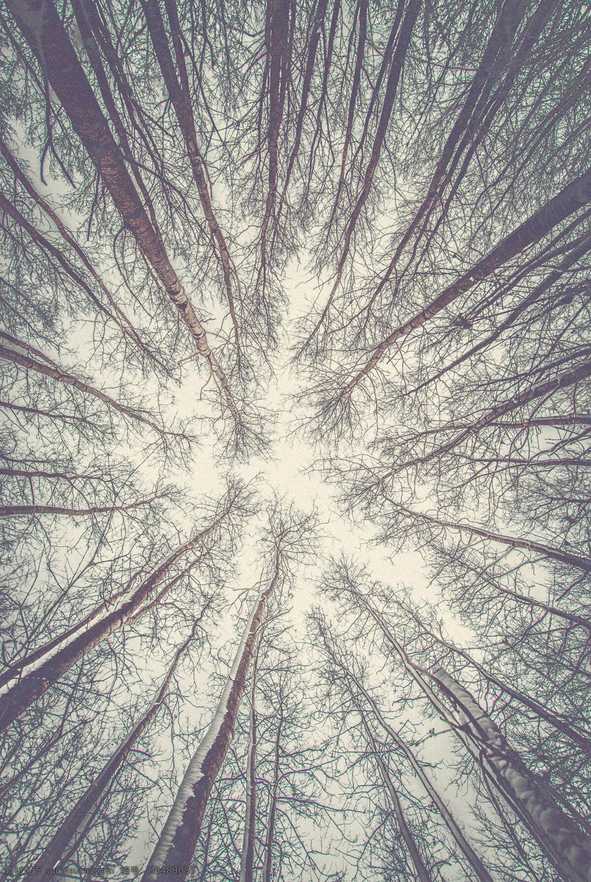 自然树林 森林 自然 树林 雾林 深山老林 神秘树林 雾气缭绕树林 山林 自然景观 自然风景