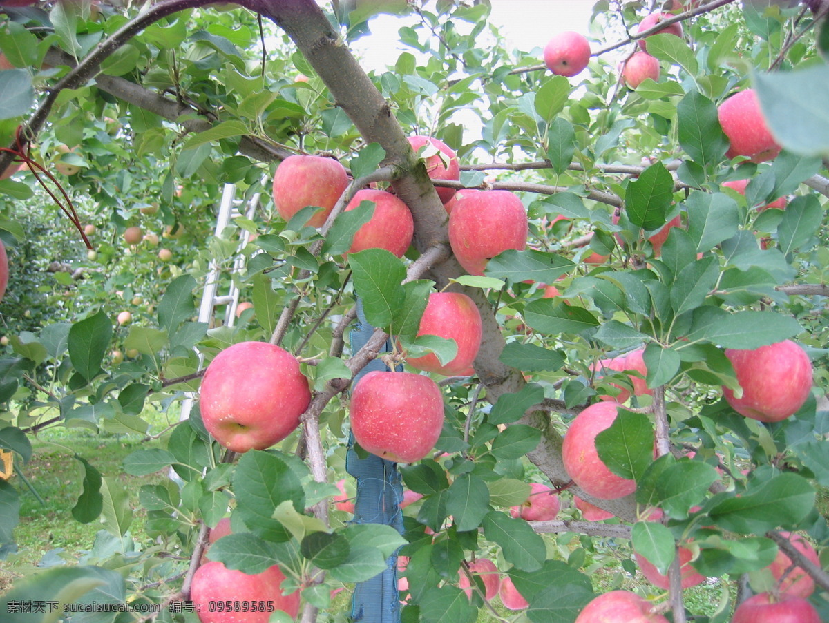富士苹果 苹果 苹果园 日本果园 采收期 水果 生物世界 绿色
