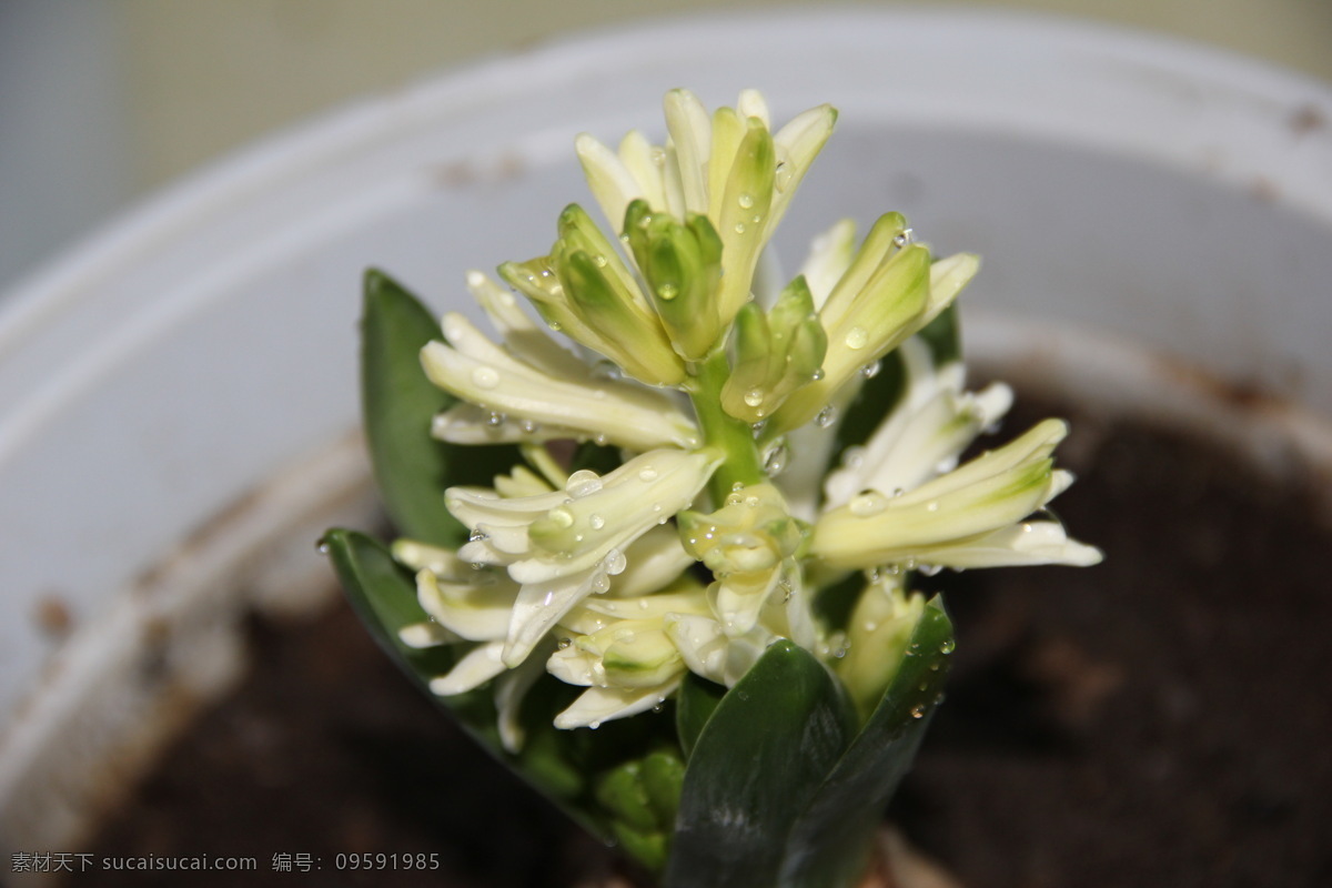 风信子 小花 红黄 绿蓝 青粉紫 含苞待放 阳光 阳台 绿植 植物 嫩芽 发芽 芋头 种子 花盆 种植 家里 玻璃 希望 春天 冬天 生长 复活 生机 生命 生物世界 海洋生物