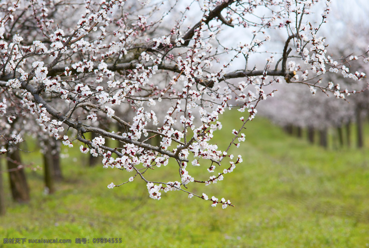 春天 桃花 背景 花树 花丛 花朵 春季 绿色 鲜花 梦幻背景 其他风光 风景图片