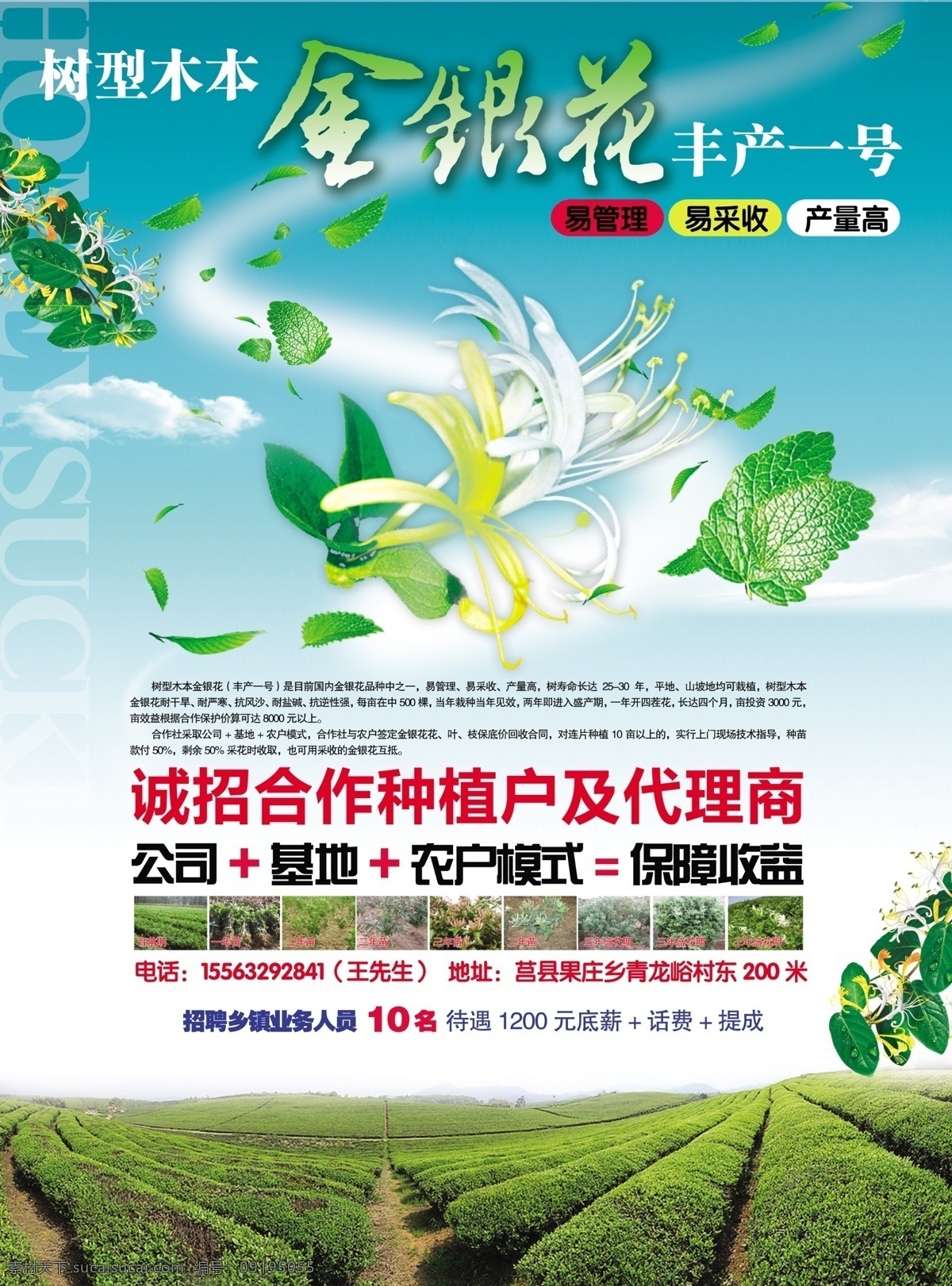 树 型 木本 金银花 宣传海报 树型 田地 蓝天 白云 绿叶 农业 dm宣传单 广告设计模板 源文件