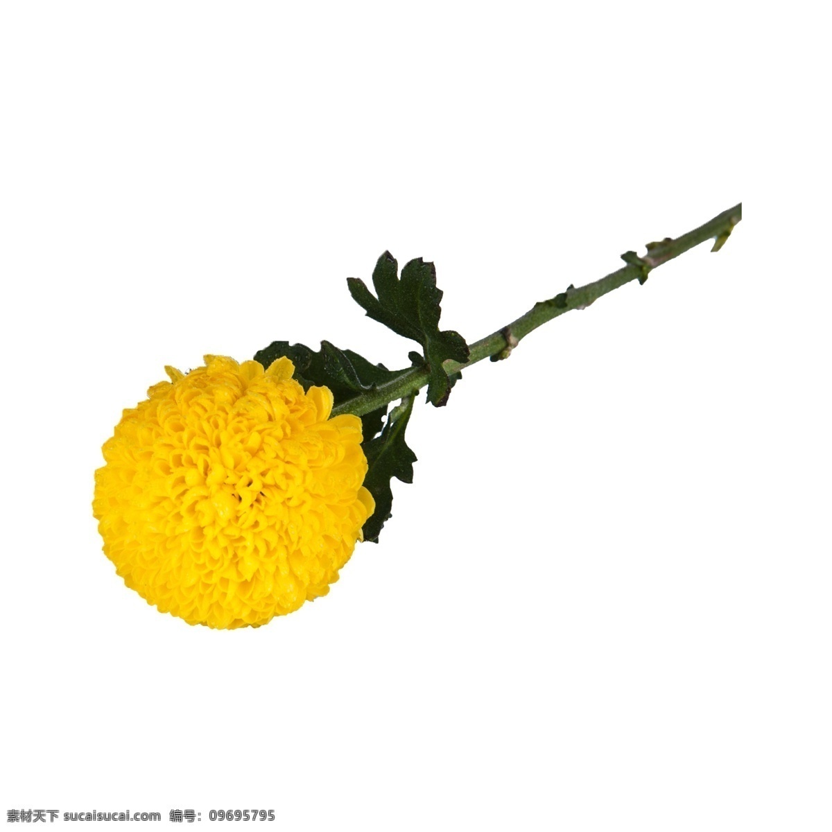 菊花 实拍 免 抠 黄色菊花 鲜花 花卉 球形 欣赏 黄色 实物 拍摄 植物 观赏 花朵 绿叶 绿色