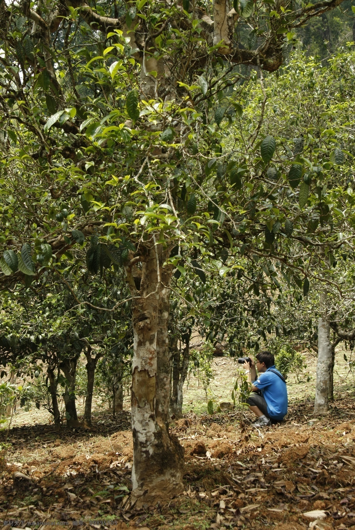 普洱茶树叶 普洱茶 树叶 普洱 茶树 古茶树 茶叶 古树茶 树木树叶 老曼峨 茶山 生物世界