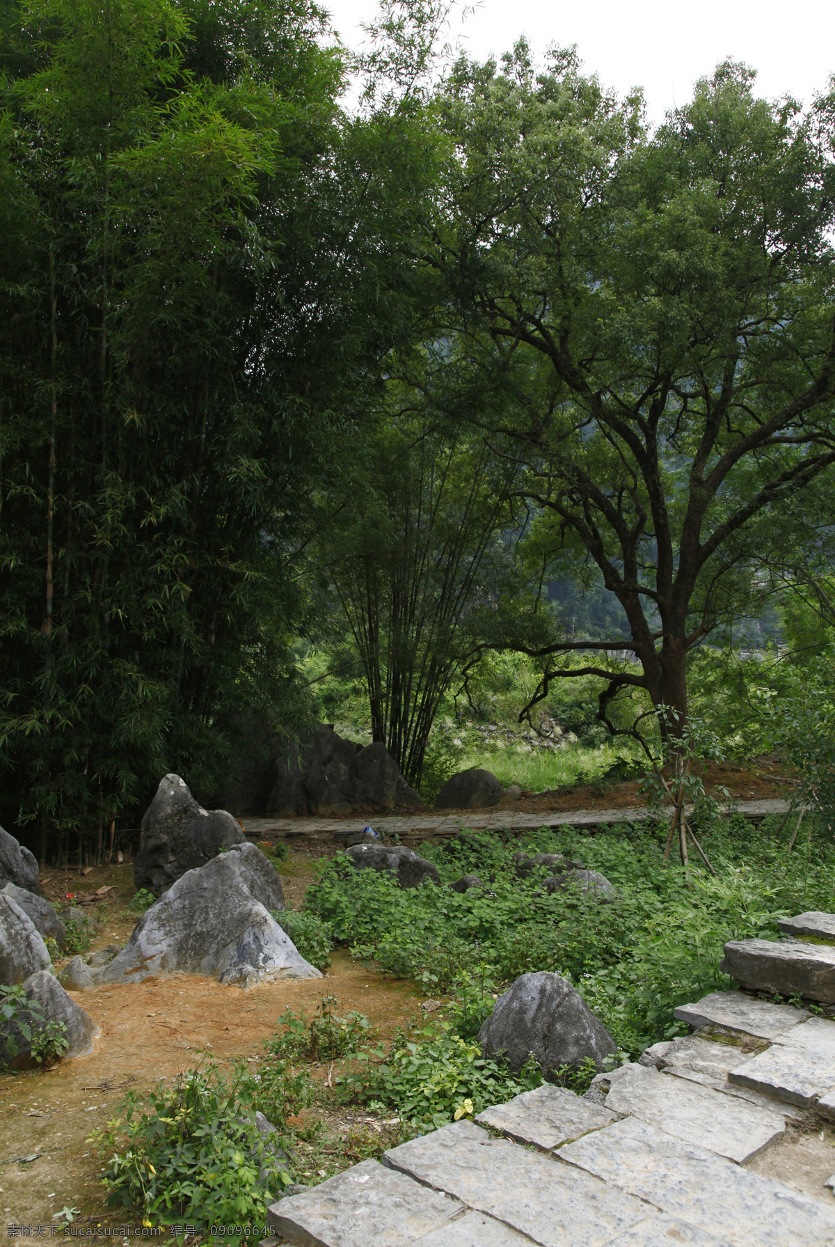 园林 广西 贺州 黄姚 古镇 旅游 风景 古榕 植物 大树 旅游摄影 自然风景