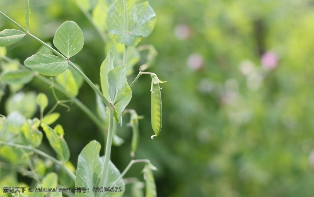 豌豆豆荚 绿色 墨绿 豌豆 豆荚 菜豆 生物世界 蔬菜