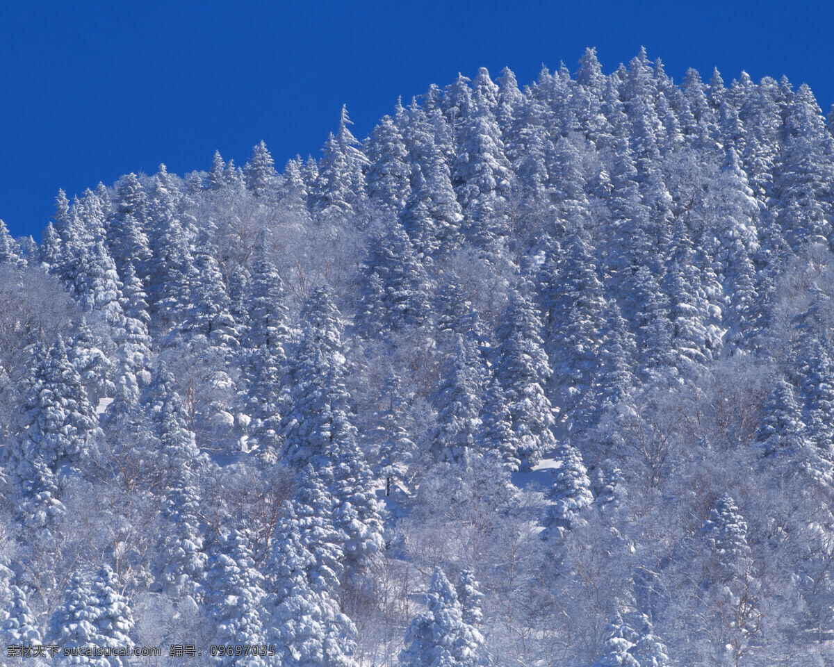 群群 松林 屹立 雪 中 白雪皑皑 雪景 雪松 白雪风光 森林大雪 风景 生活 旅游餐饮