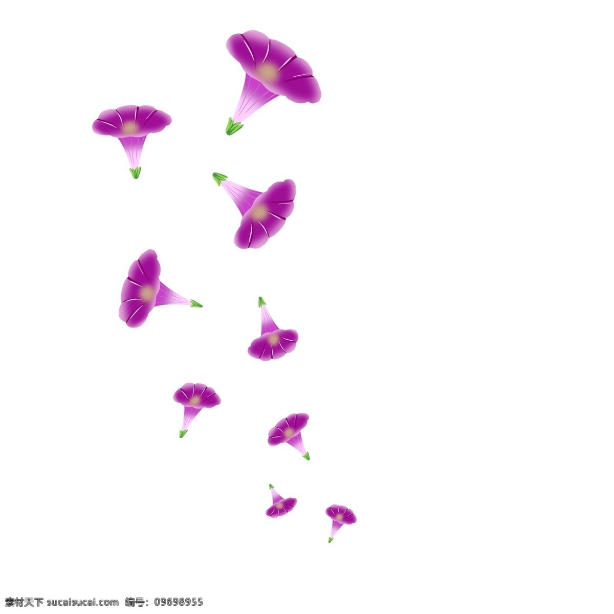 手绘 紫色 牵牛花 插画 紫色的牵牛花 漂亮的花朵 美丽的花朵 花朵 鲜花 花瓣 卡通插画 手绘插画