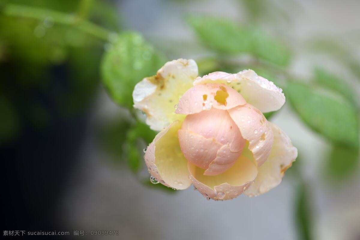 雨后玫瑰 雨后 玫瑰 月季 欧月 粉杏色 朱丽叶 生物世界 花草