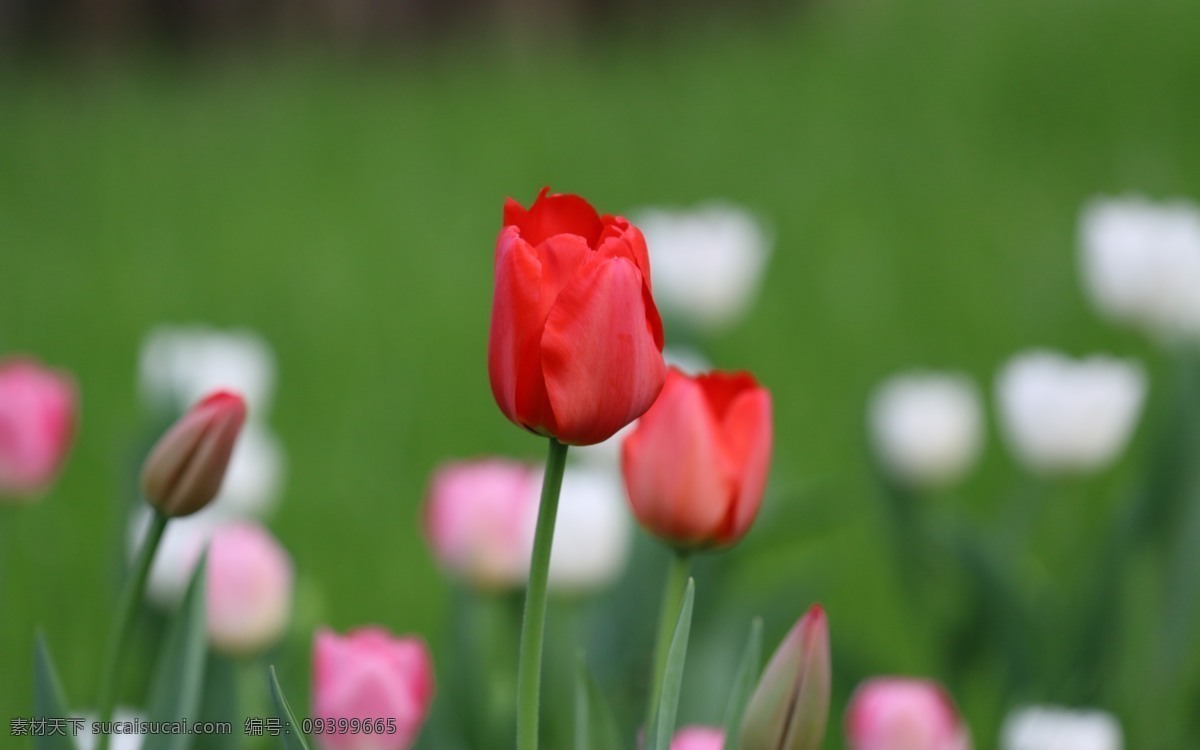 唯美 红色 郁金香 高清 花卉 花朵 花草 鲜花