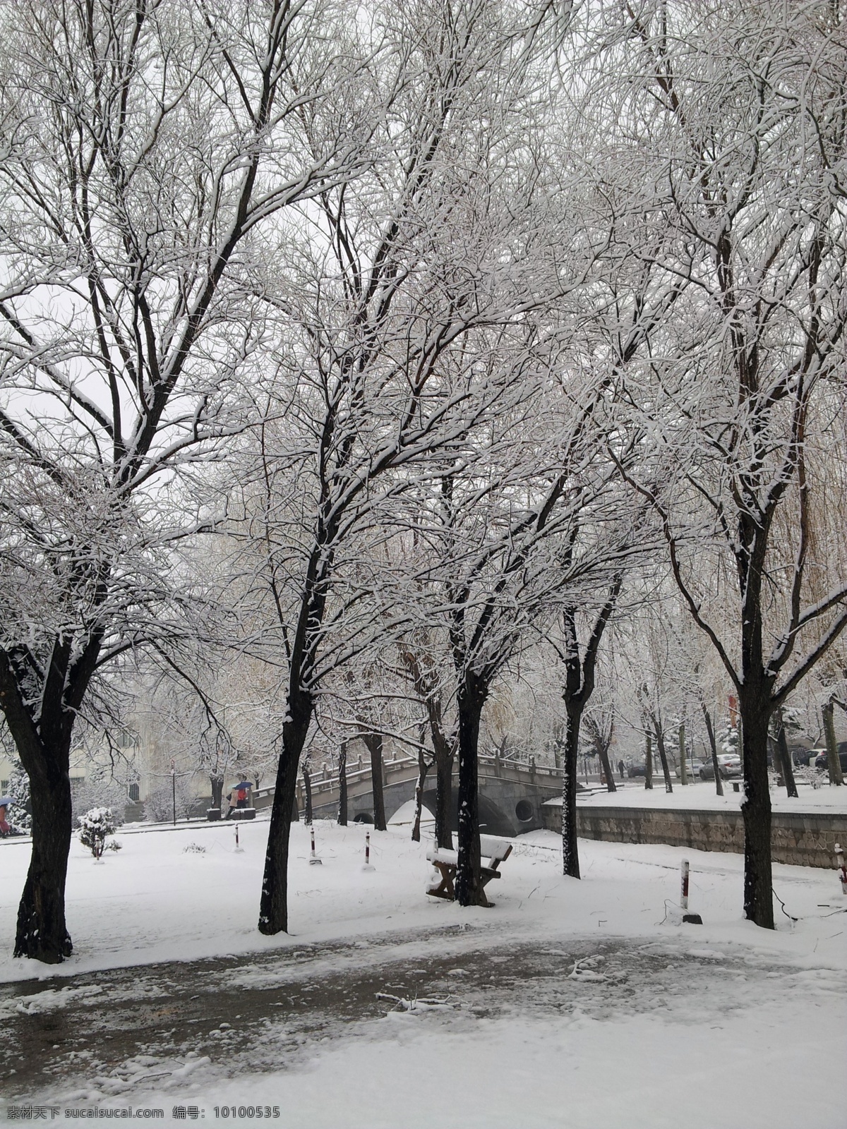初冬雪后的树 初冬 雪 树 自然 风景 自然风景 自然景观 灰色