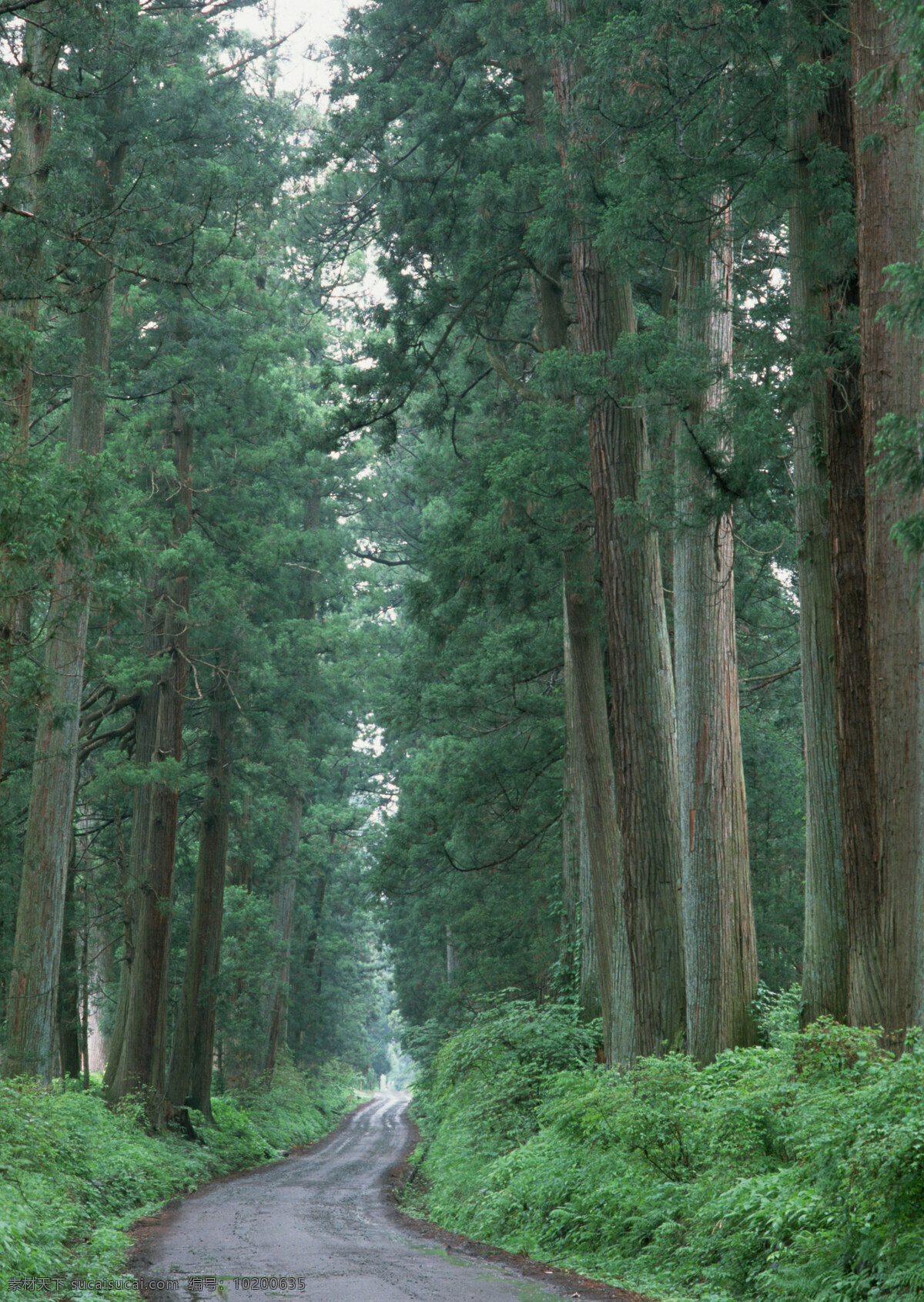 草地 草坪 道路 风光 风景 风景背景 风景花朵 风景素材 花瓣 花草 森林小径 密林 树木 树木大树 树木树叶 森林 森林风景 森林矢量 森林背景 森林公园 花朵 花卉 风光无限 山景 自然 自然风景 自然景观 自然风光 自然景色 山水风景 山水背景 山水风光 林木 道路线 家居装饰素材 山水风景画