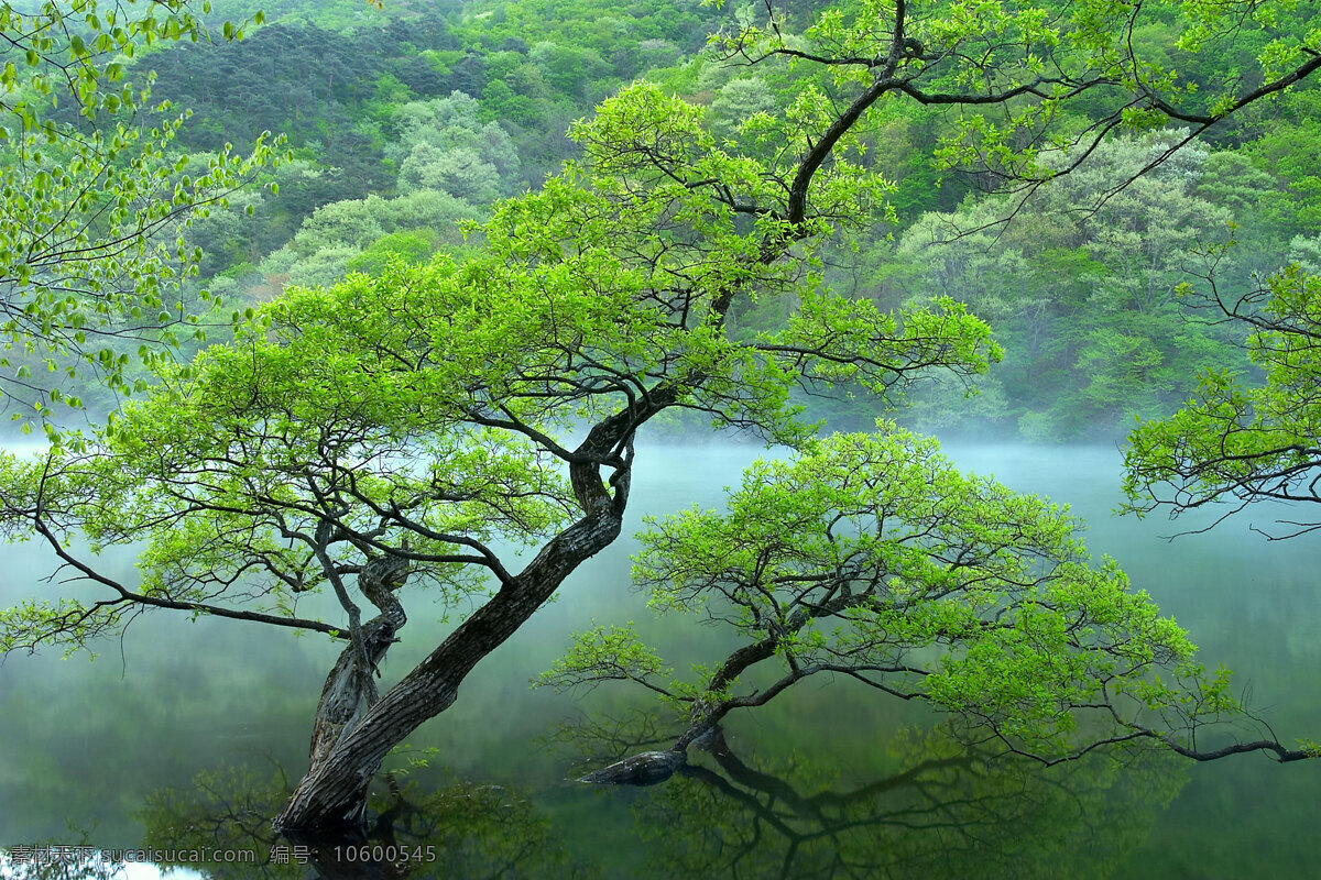 自然风景 风景 自然 植物 绿色