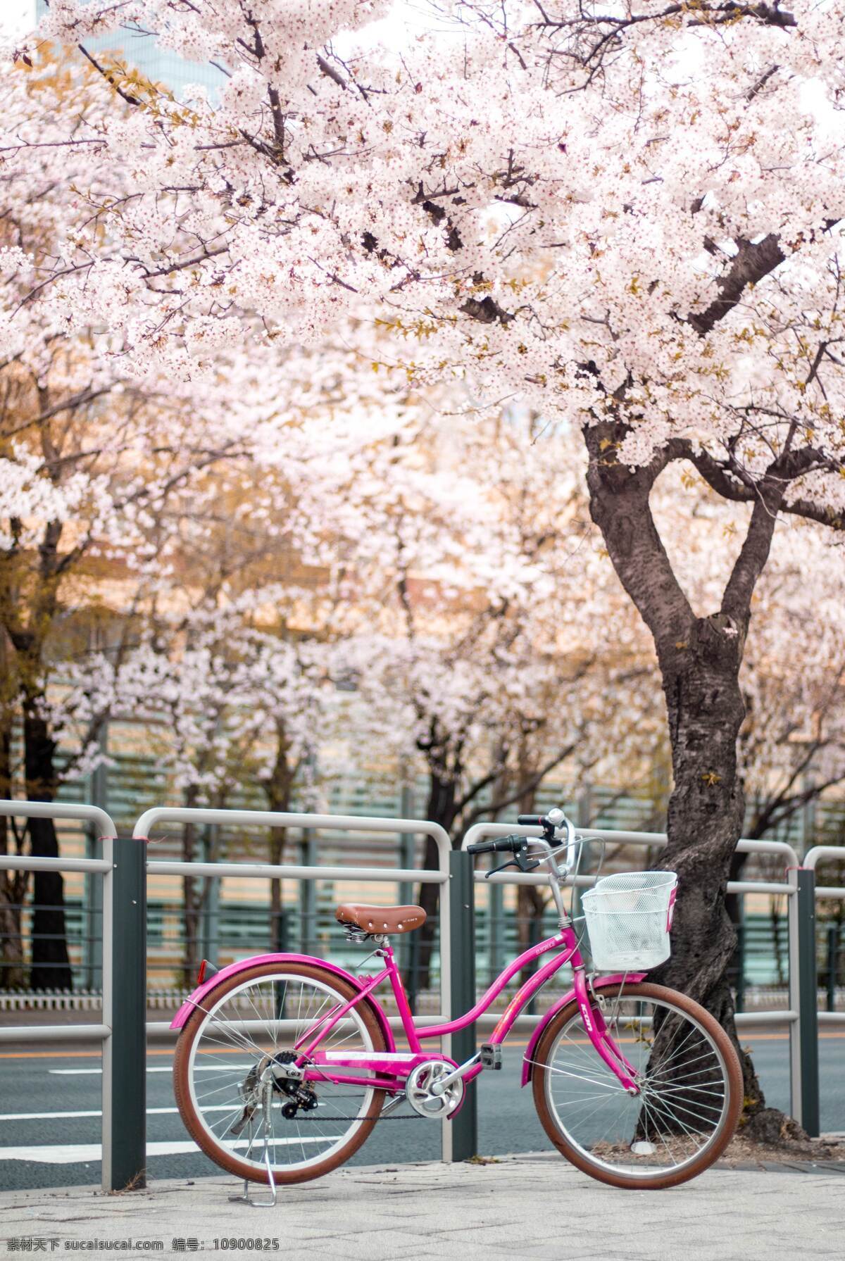 樱花 日式 自行车 清新 唯美 背景 背景素材