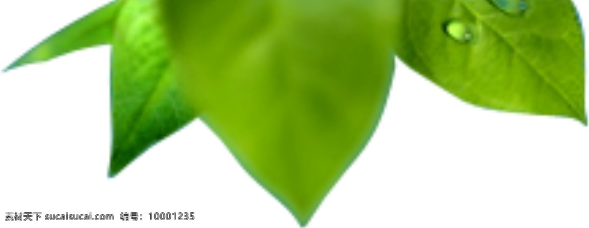 绿叶免费下载 绿色叶子 绿叶分层 分层的叶子 psd源文件