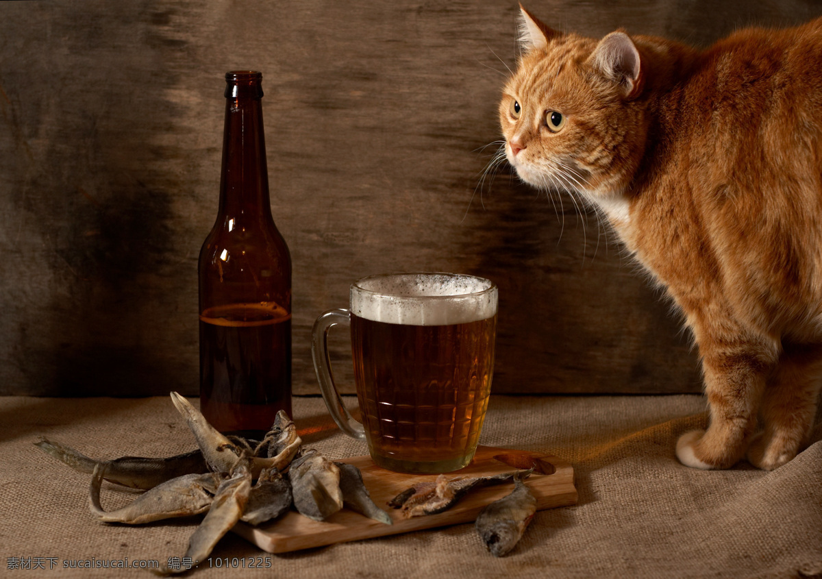 喝酒 小猫 啤酒 猫 有趣的猫咪 宠物 猫科动物 野生动物 动物世界 陆地动物 动物摄影 猫咪图片 生物世界