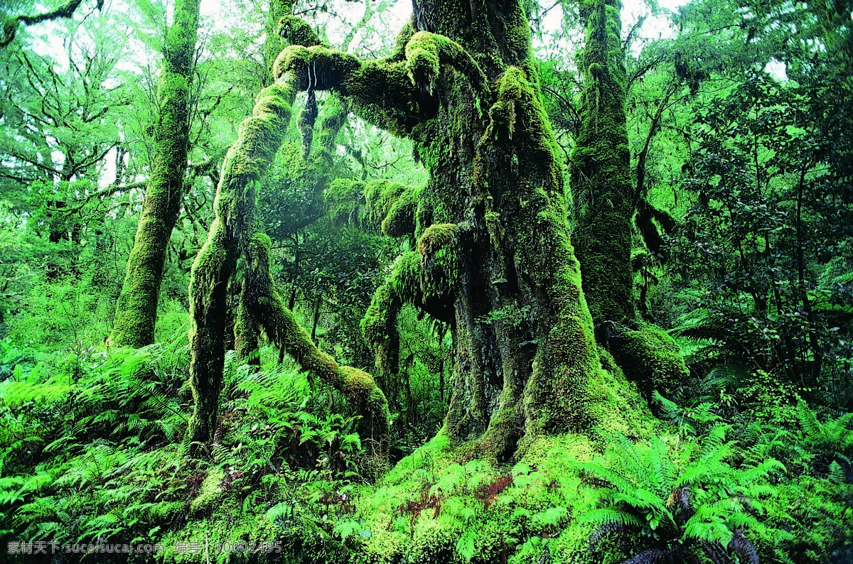 原始森林 素材图片 苍天大树 丛林 古老 设计素材 山水风景 风景图片