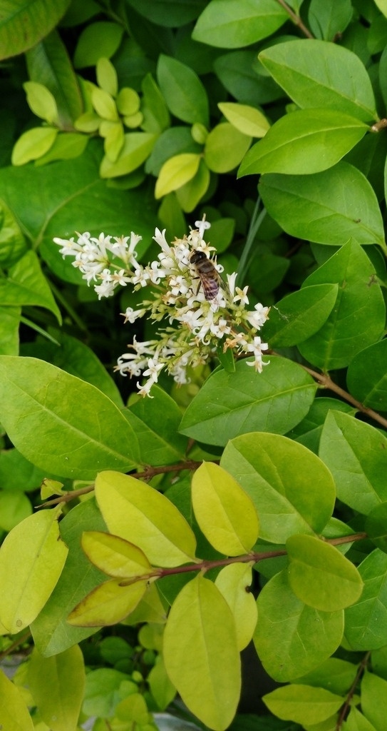 蜜蜂采花 生物 意境 自然 风景 人文 生物世界 昆虫