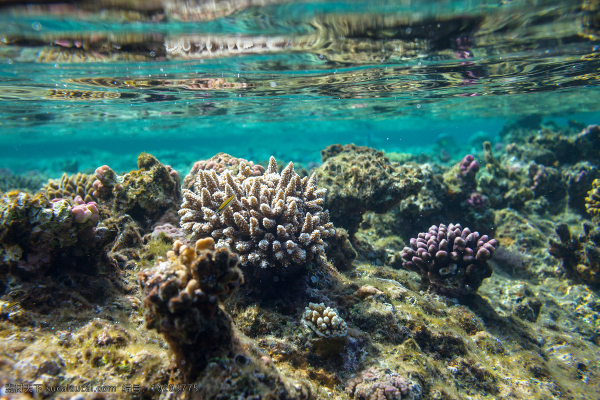 海水 里 珊瑚 海底世界 海洋生物 美丽风景 美丽景色 美景 风景摄影 大海图片 风景图片