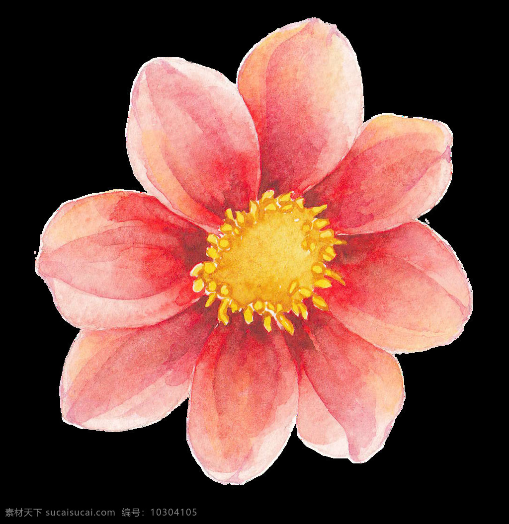手绘 精致 鲜花 透明 合集 免 扣 白色 插画 粉色 黑色 红色 花瓣 花朵 花卉 花蕊 黄色 卡通