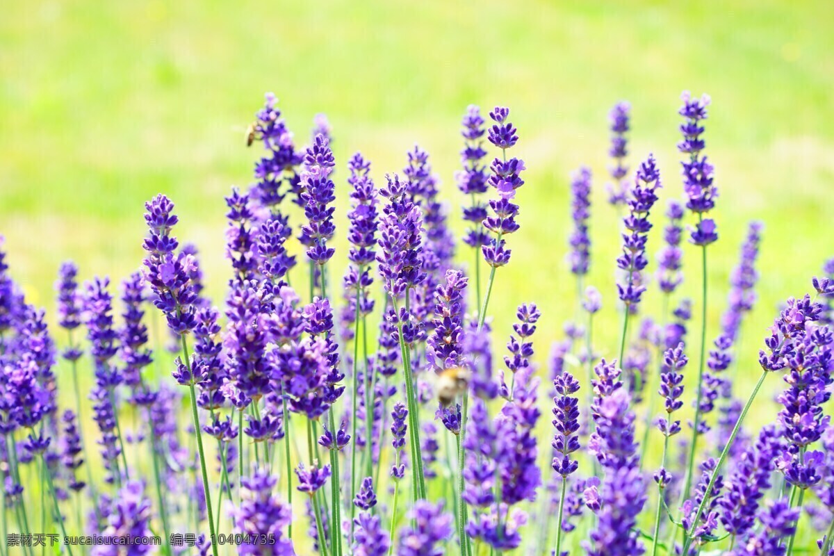 熏衣草 花朵 植物 花卉 花 紫色花 自然景观 自然风景