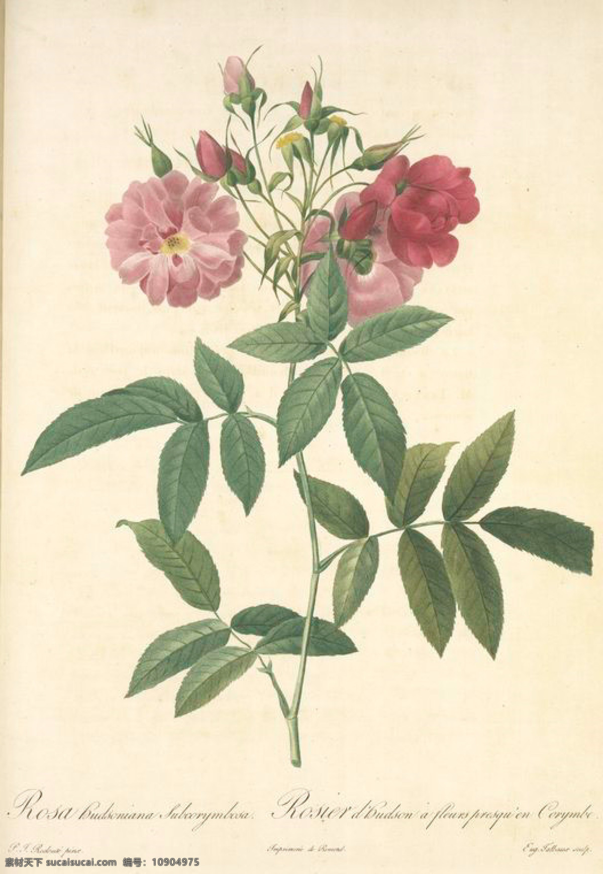复古 油画 粉色 玫瑰花 花 花卉 玫瑰 艺术名画 植物图 文化艺术
