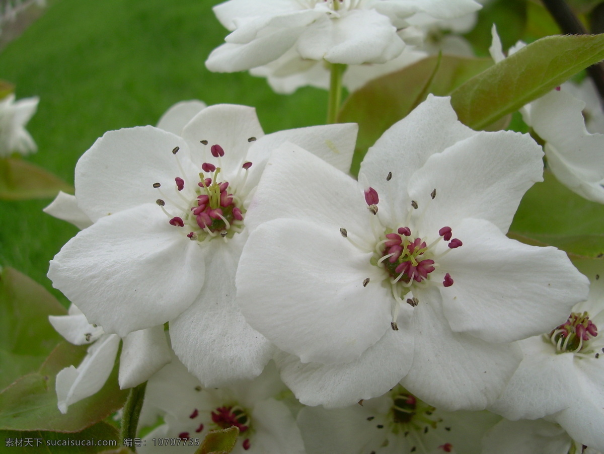 白色 梨花 白花 花蕊 近拍 生物世界