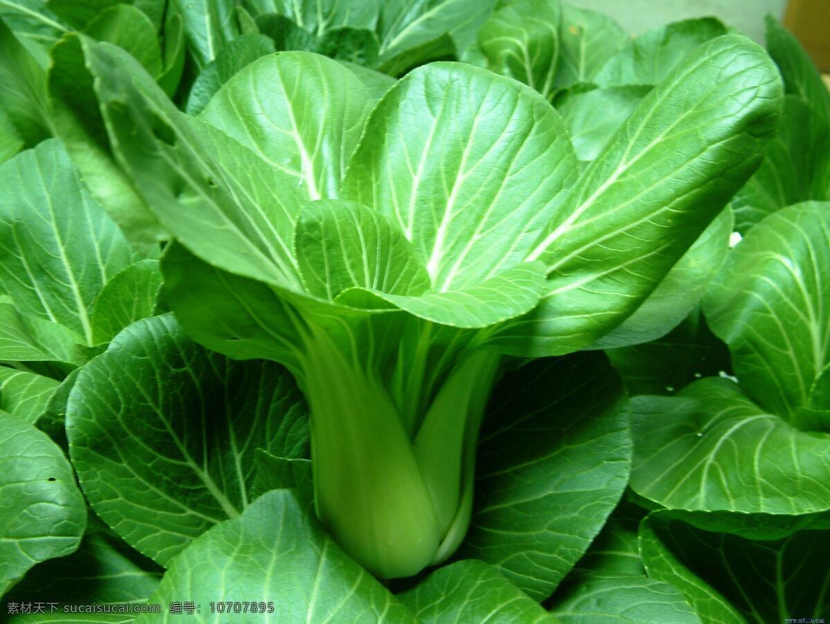 青菜 绿叶菜 青绿色 多叶瓣 润肠通便功效 煮炒均可 蔬菜类品种 蔬菜图集 蔬菜 生物世界