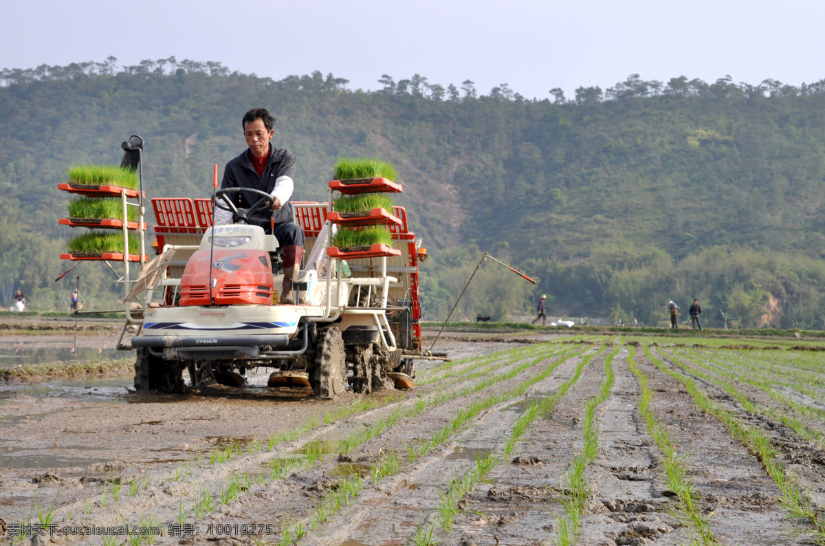 春耕 现代科技 水稻种植 机械化播种 农业生产 矢量图 日常生活