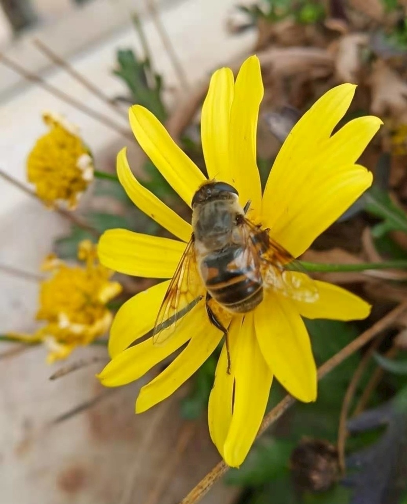 采花蜜图片 蜜蜂 元素 色彩 花朵与蜜蜂 春天的花 采蜜 植物 花草 黄花 采花蜜 小蜜蜂 蜜蜂采蜜 蜜蜂采花 辛勤的采蜜 花 花卉 花蕊 自然景观 自然风景