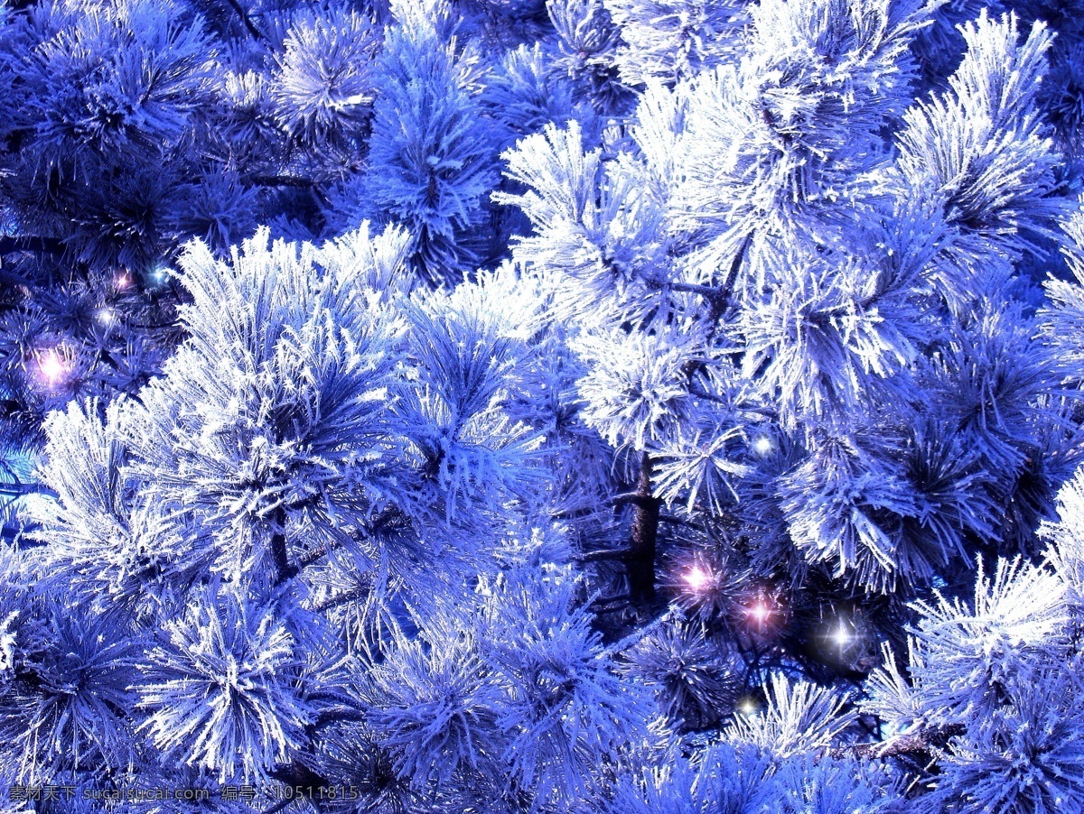覆盖 树枝 上 冰雪 树林 森林 冰冻 冰花 霜花 景色 景观 自然风景 自然景观 蓝色