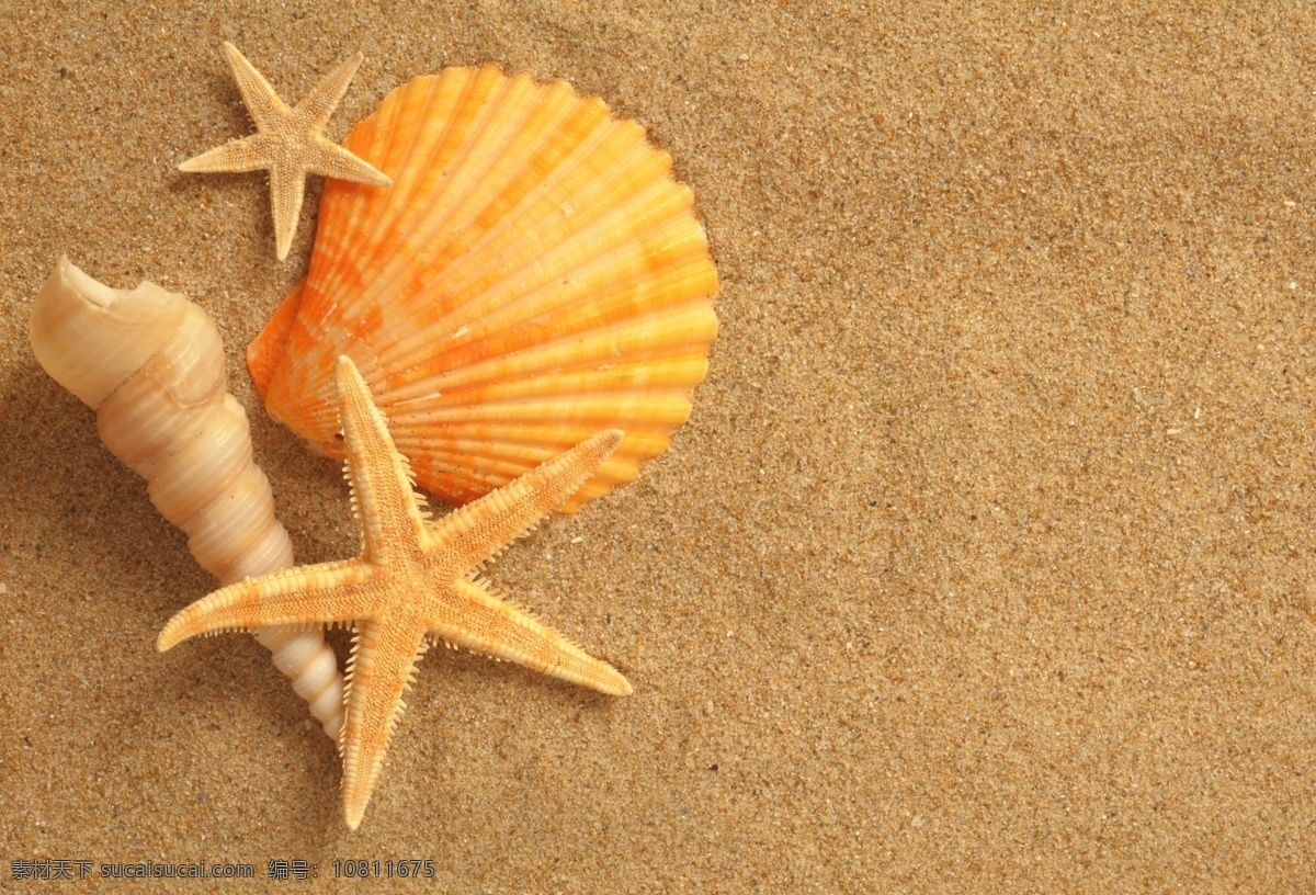 沙滩 生物图片 海边 海螺 海滩 海洋生物 化石 生物世界 沙滩生物 海滩生物 夏日 夏季 夏天 psd源文件