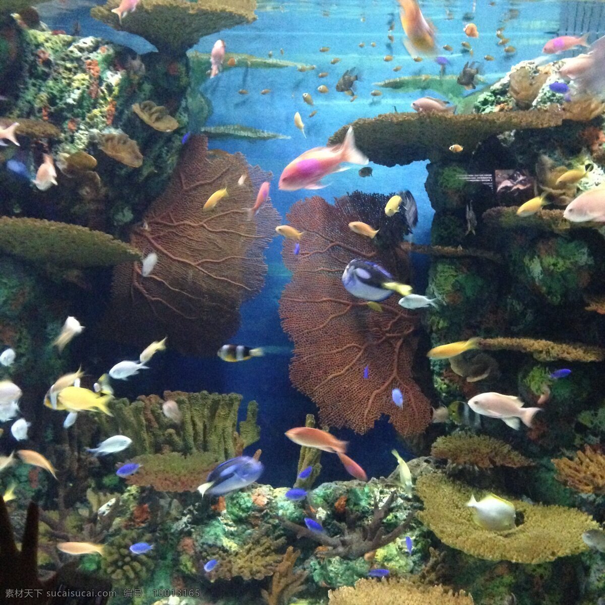 七彩鱼群 珊瑚 水 鱼 鱼群 彩色 水族馆 鱼类 生物世界 黑色