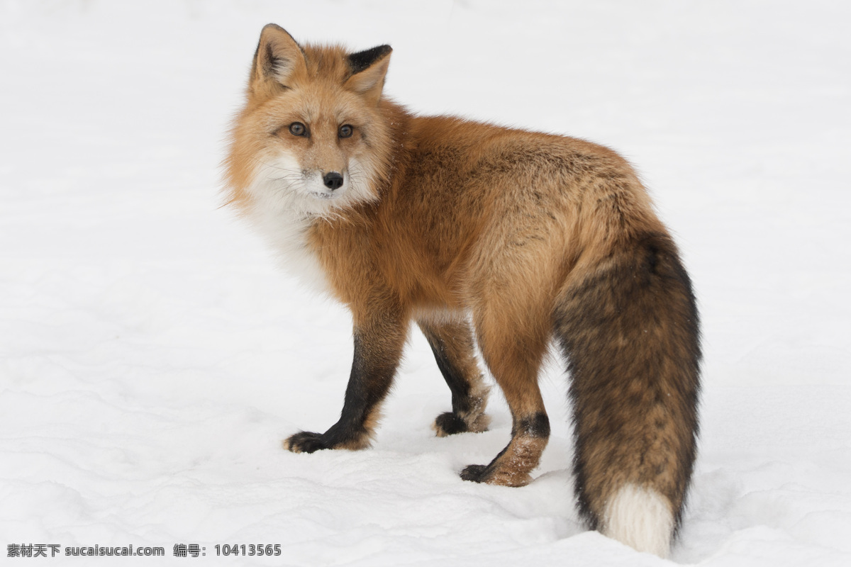 狐狸 红狐 白狐 火狐 自然生物 野生动物 动物