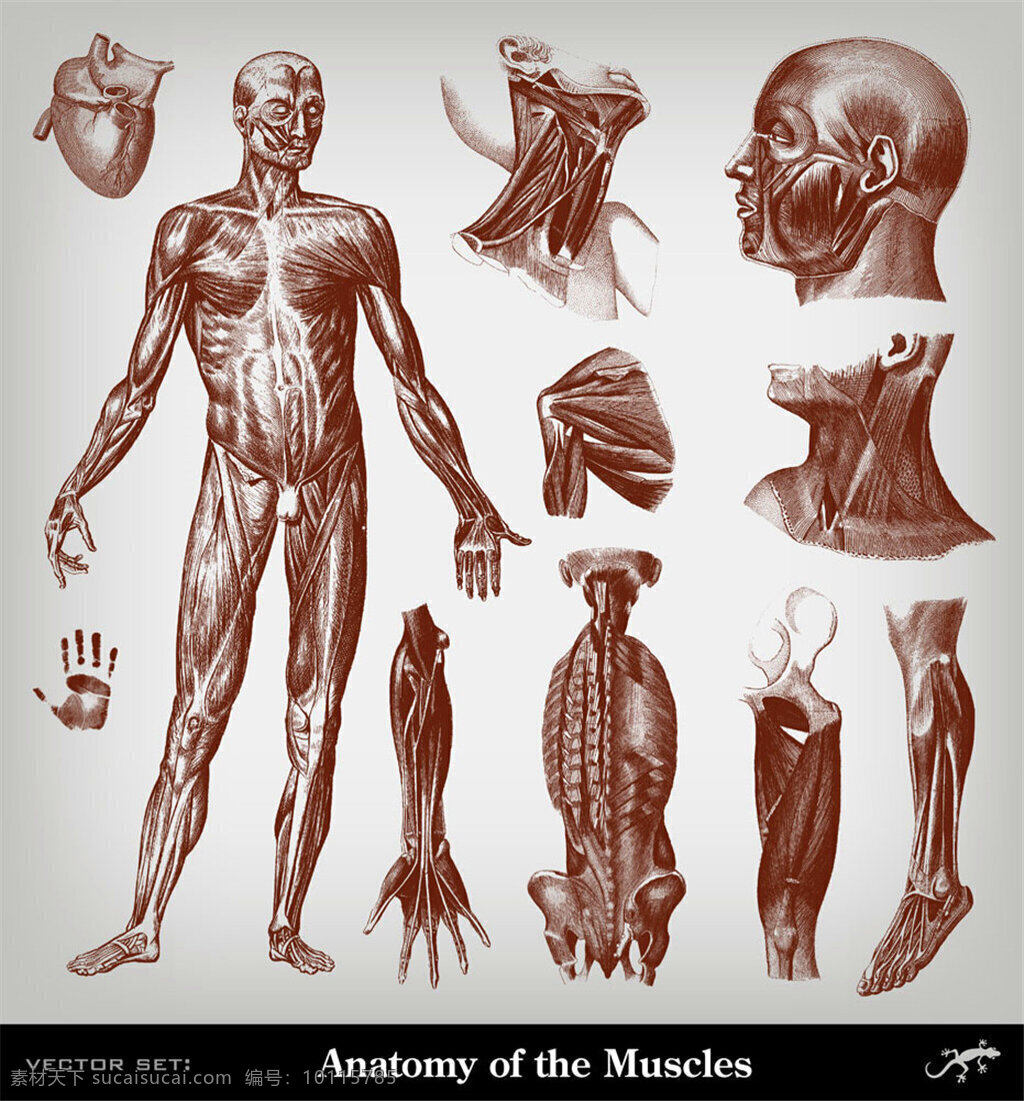 男性 肌肉 素描 人体器官素描 人体器官插画 人体解剖学 人体结构插图 其他人物 矢量人物 矢量素材