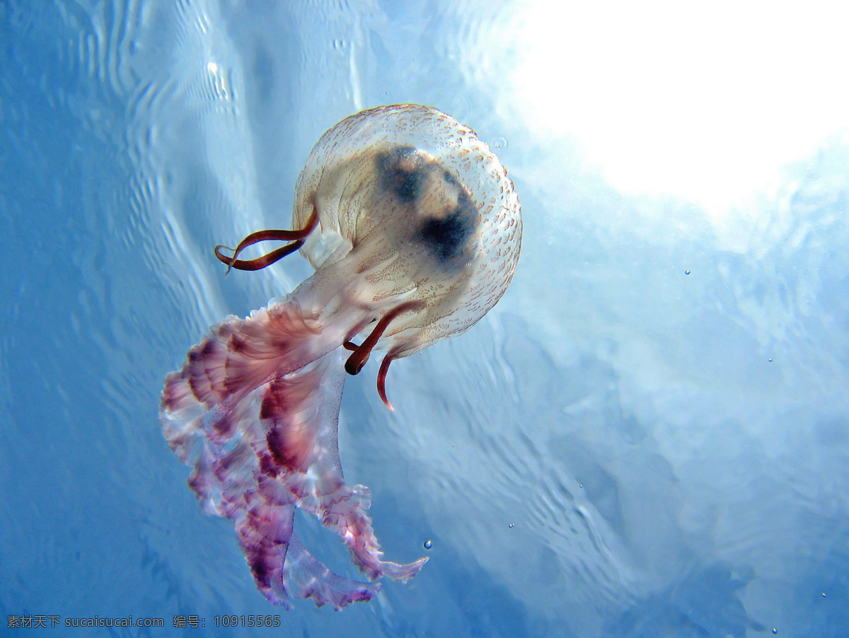 水母 海洋动物 水产 动物 生物 生物世界 海洋生物