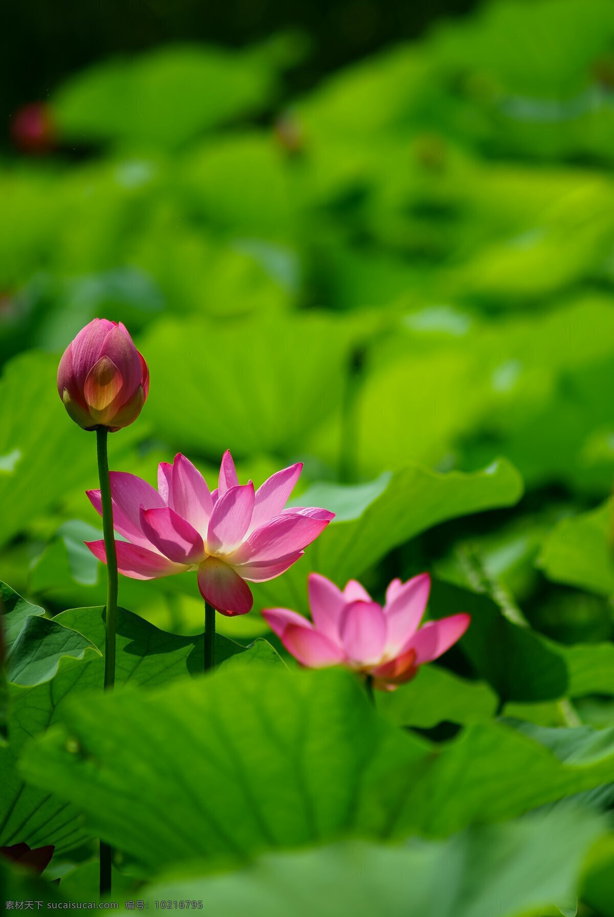 池塘 荷花 荷叶 美丽 水塘 生物世界 花草