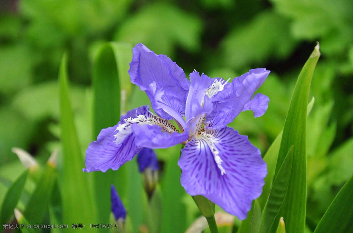 鸢尾花 春天 紫色 花朵 盛开 娇美 花卉 花草 生物世界