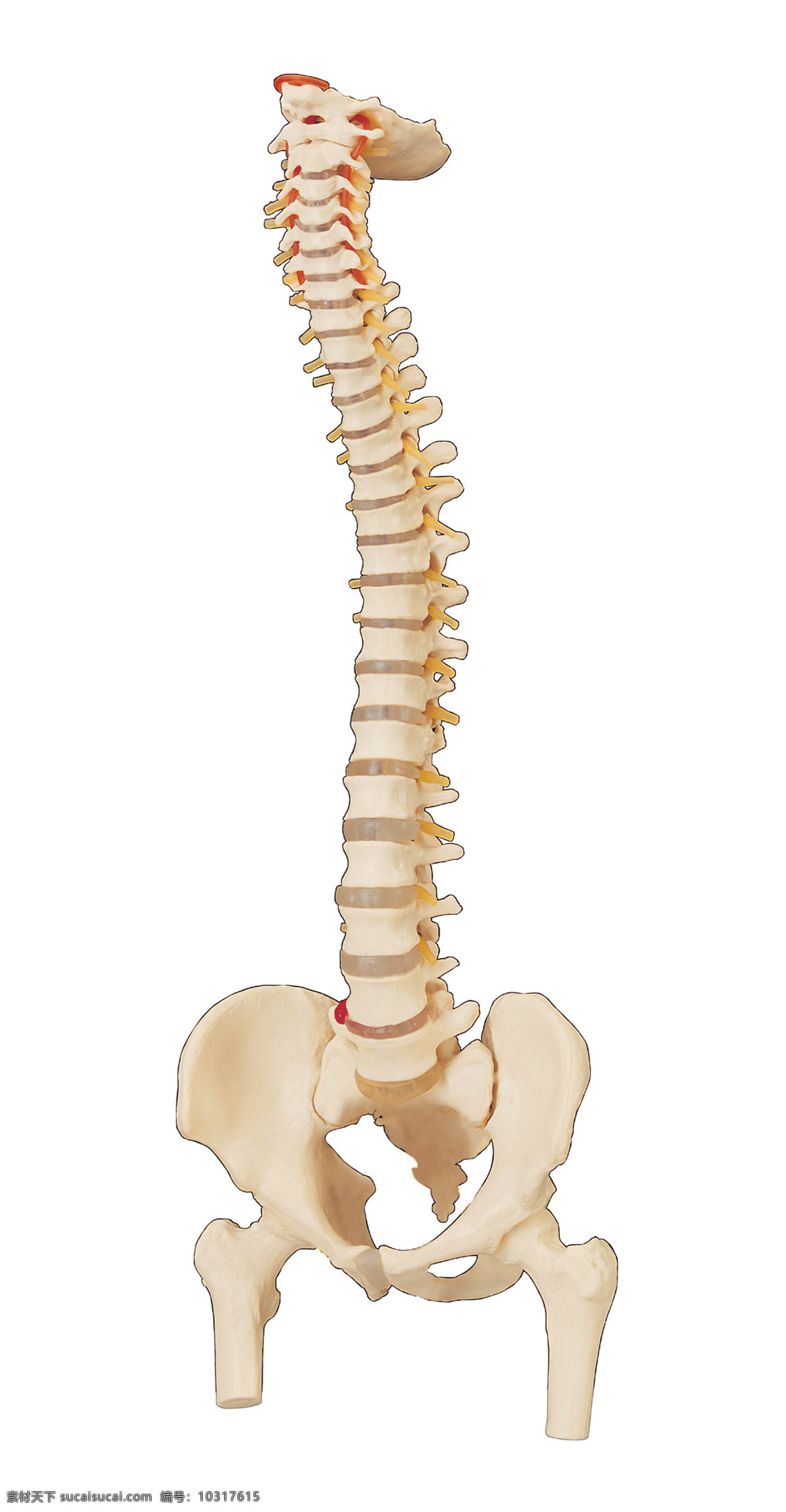 人体骨骼 骨骼 骨头 腰椎骨 盆骨 人骨骼 医疗护理 现代科技