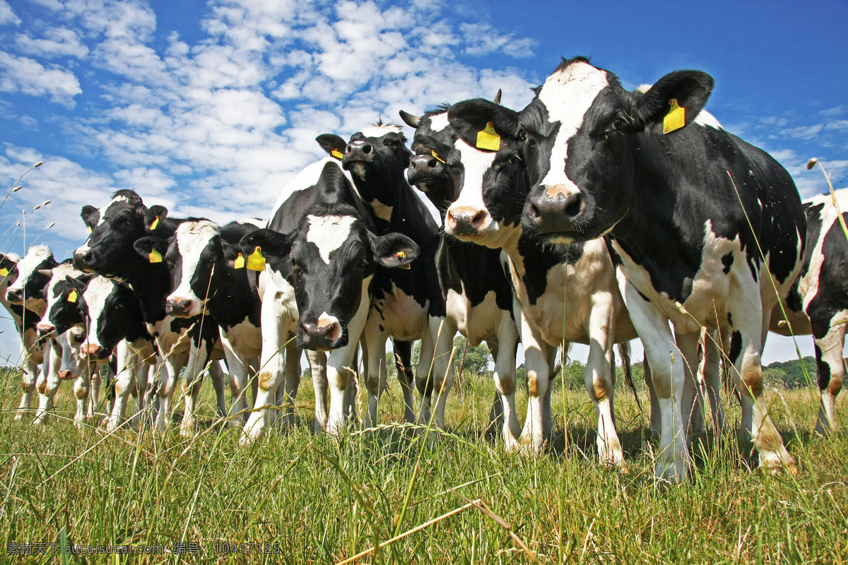 奶牛 花斑奶牛 牛群 可爱 黑白奶牛 花奶牛 大奶牛 吃草的奶牛 母牛 小草 草地 家禽家畜 生物世界