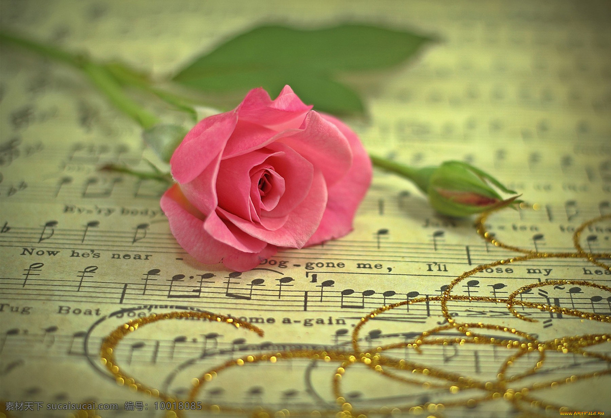 乐谱 上 玫瑰花 花朵花卉 美丽花朵 鲜花 五线音谱 音乐 花香树林 花草树木 生物世界