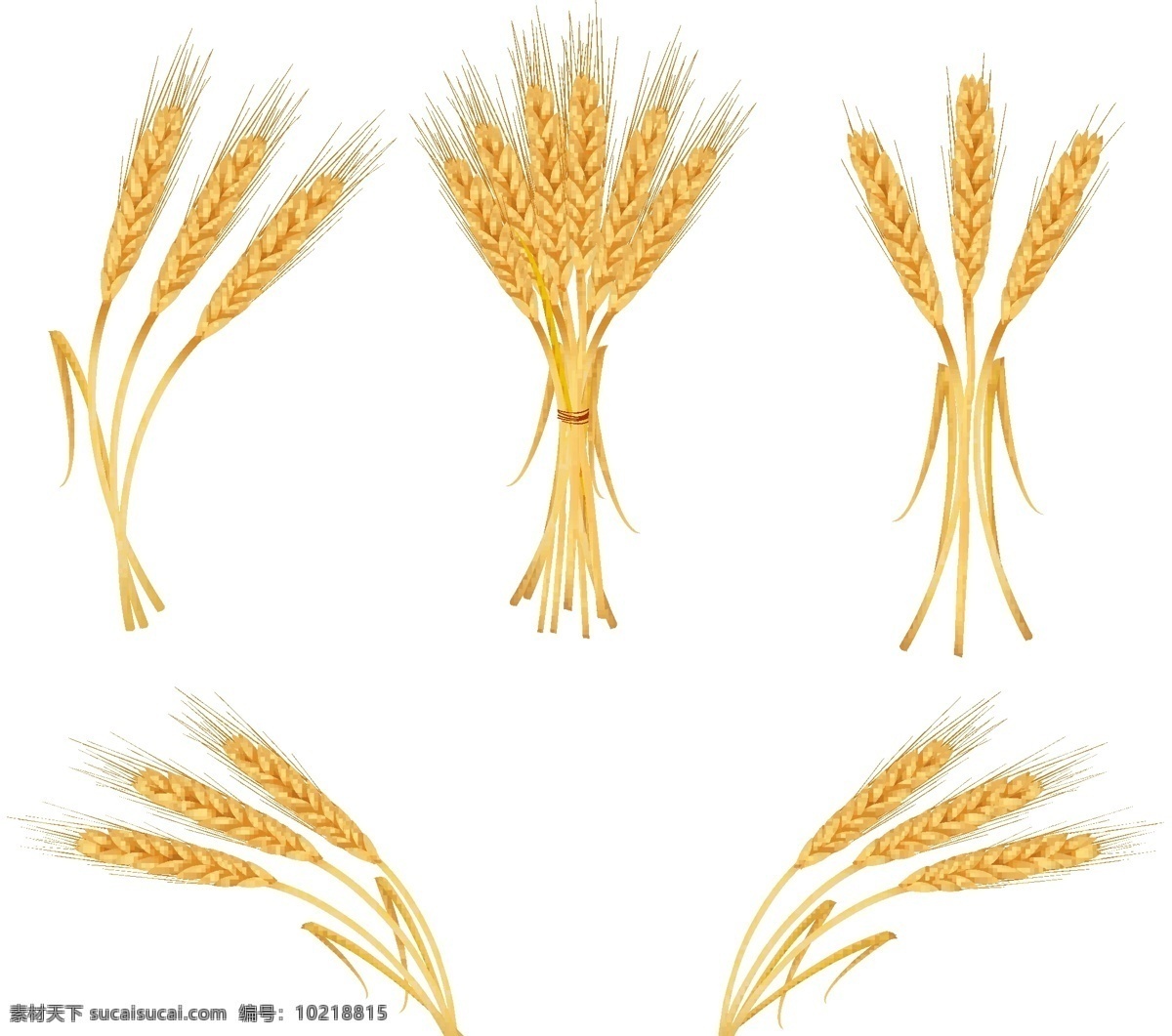 黄色 小麦 矢量 粮食 黄色的 作物 矢量图 其他矢量图
