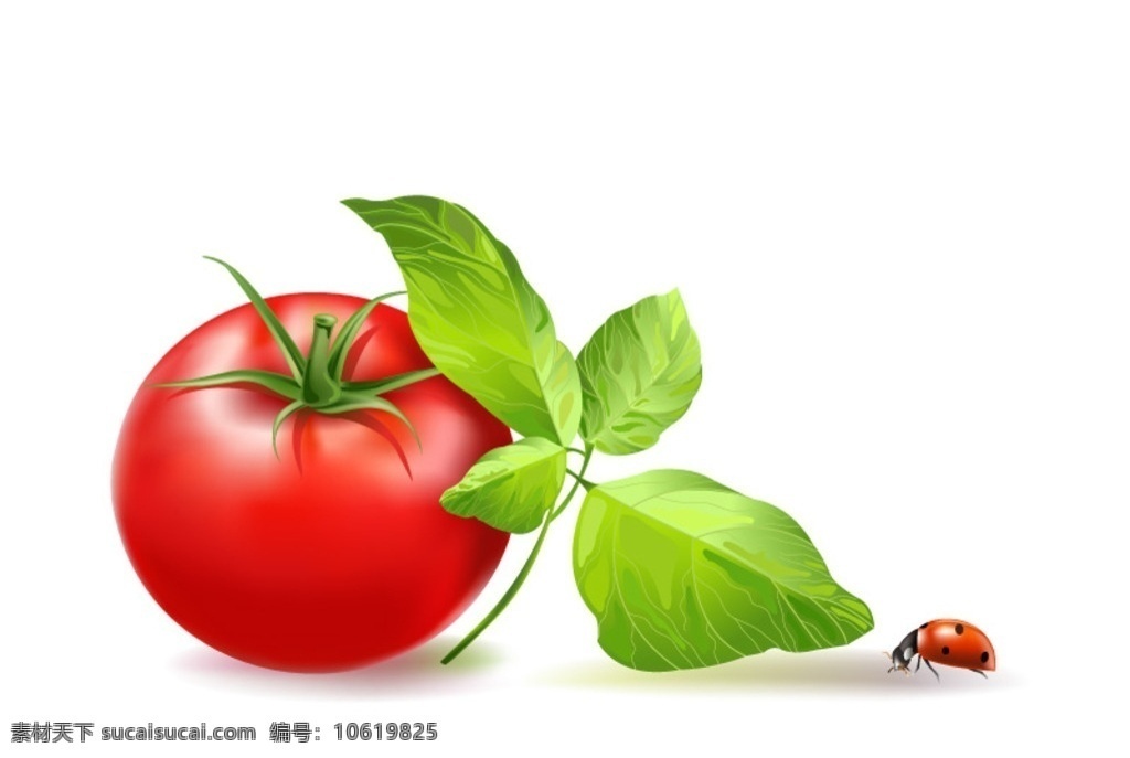鲜美 番茄 矢量 蔬菜 西红柿 叶子 瓢虫 新鲜 逼真 食品果蔬 分层