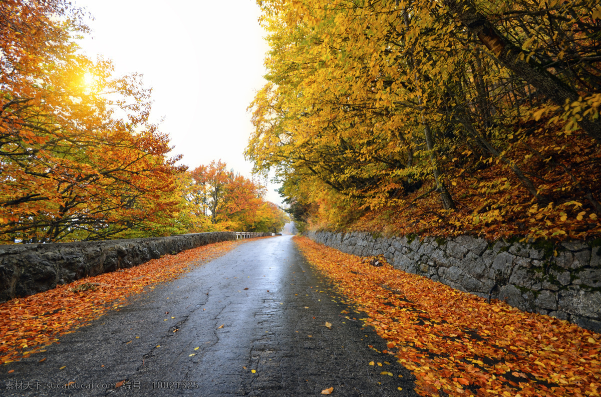 自然风光摄影 自然风光 道路 秋天 秋季 树林 树木 旅游 景区 花草树木 生物世界 黑色